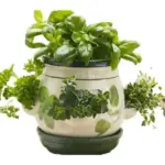 Herb Pot complete set