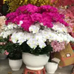 Seraphina Magenta & White Artificial Orchid Statement Arrangement