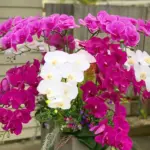 Verona Magenta, Purple & White Artificial Orchid Arrangement